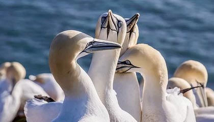 阿不都沙拉木CBA高光回顾，对阵青岛砍下27分11篮板