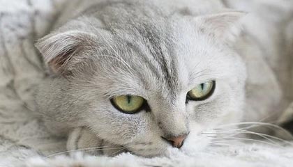 足球直播在线观看-女足亚洲杯：中国队公布名单 主力框架浮出水面