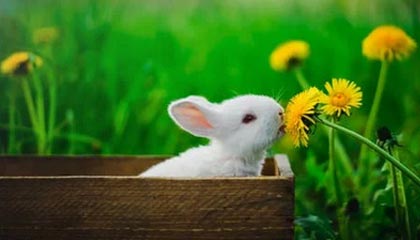 阿不都沙拉木CBA高光回顾，对阵青岛砍下27分11篮板